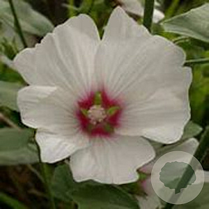 Lavatera 'Blushing Bride' GM P9 Chemievrij