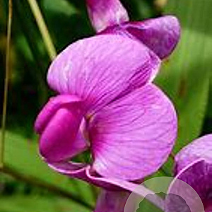 Lavatera 'Lilac Lady' GM P9 Chemievrij