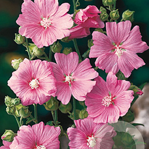 Lavatera 'Rosea' GM P9