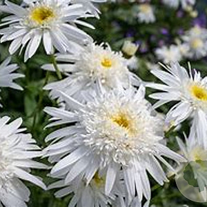 Leucanthemum (S) 'Wirral Supreme' GM P9 Chemievrij