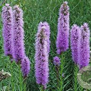 Liatris spicata GM P9 Chemievrij