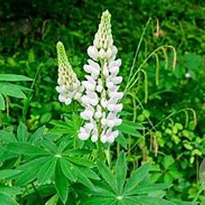 Lupinus 'Gallery White' GM P9 Chemievrij