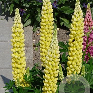 Lupinus 'Gallery Yellow' GM P9 Chemievrij