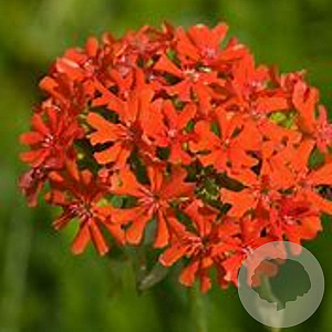 Lychnis arkwrightii 'Vesuvius' GM P9 Chemievrij