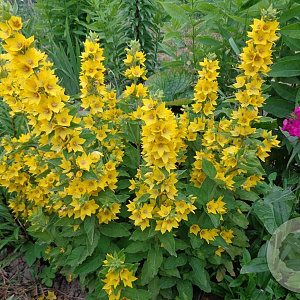 Lysimachia punctata GM P9 Chemievrij