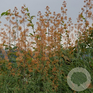 Macleaya m. 'Kelway's Coral Plume' GM P9