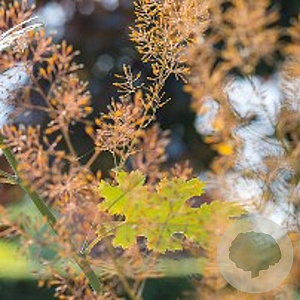 Macleaya m. 'Kelway's Coral Plume' GM P9