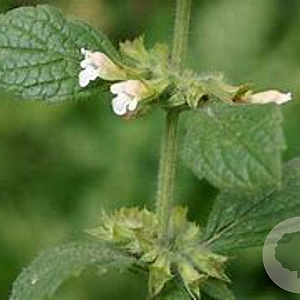 Melissa officinalis GM P9 Chemievrij