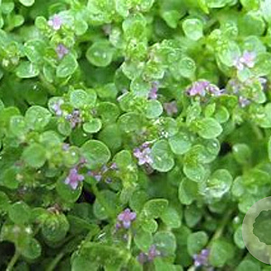 Mentha requienii GM P9 Chemievrij