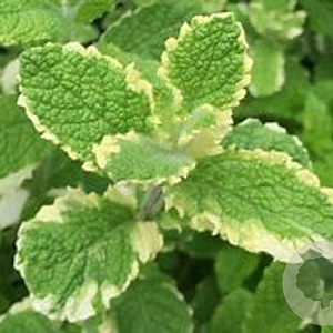 Mentha rot. 'Variegata' GM P9 Chemievrij