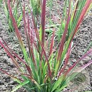 Molinia caerulea 'Rotschopf' GM P9 Chemievrij