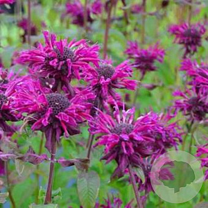 Monarda 'Kardinal' GM P9 Chemievrij