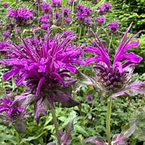Monarda 'Scorpion' GM P9 Chemievrij