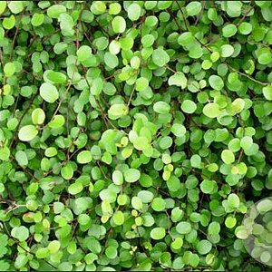 Muehlenbeckia axillaris GM P9