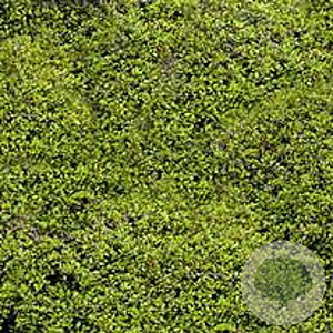 Muehlenbeckia axillaris GM P9