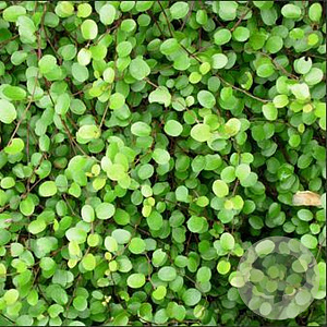 Muehlenbeckia axillaris GM P9