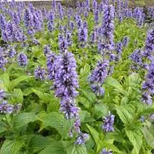 Nepeta Mr Blue Sky GM P9 Chemievrij