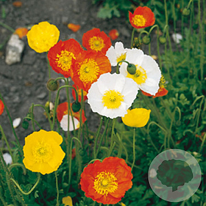 Papaver nud. 'Gartenzwerg' GM P9