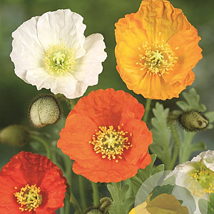 Papaver nud. 'Gartenzwerg' GM P9