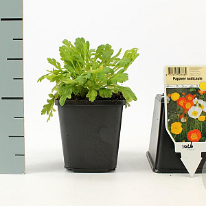 Papaver nud. 'Gartenzwerg' GM P9