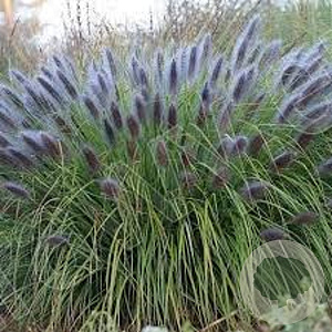 Pennisetum alopecuroides 'Viridescens Black Beauty' GM P9