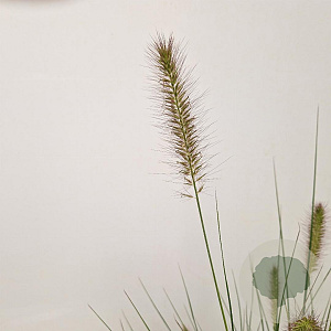 Pennisetum al. 'Hameln' 40-50 cm 2,5L