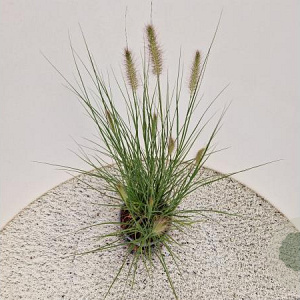 Pennisetum al. 'Hameln' 40-50 cm 2,5L