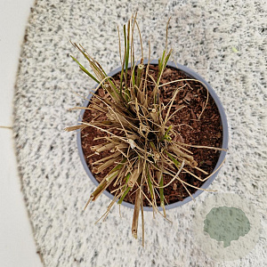 Pennisetum al. 'Hameln' GM 2,5L