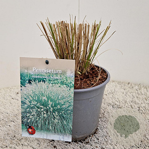 Pennisetum al. 'Hameln' GM 2,5L
