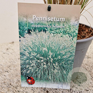 Pennisetum al. 'Hameln' GM 2,5L