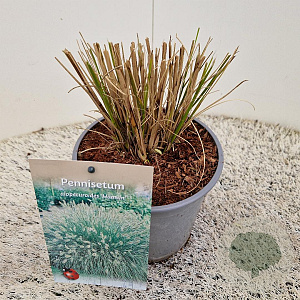 Pennisetum al. 'Hameln' GM 2,5L