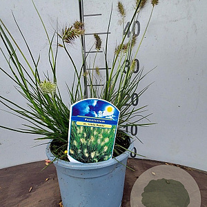 Pennisetum al. 'Little Bunny' GM P9 Chemievrij