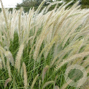 Pennisetum orientale GM P9 Chemievrij
