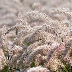 Pennisetum or. 'Dance With Me' GM P9 Chemievrij