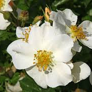 Rosa (H) Rugby GM 2,0L