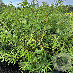 Salix Sekka 30-40 cm 3,0L