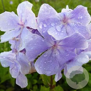 Phlox (P) 'Franz Schubert' GM P9 Chemievrij