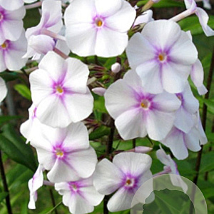 Phlox (M) 'Omega' GM P9 Chemievrij