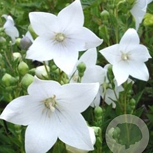 Platycodon grand. 'Astra White' GM P9