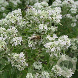 Pycnanthemum pilosum GM P9 Chemievrij