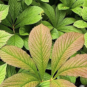 Rodgersia henrici GM P9 Chemievrij