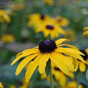 Rudbeckia fulgida speciosa GM P9 Chemievrij