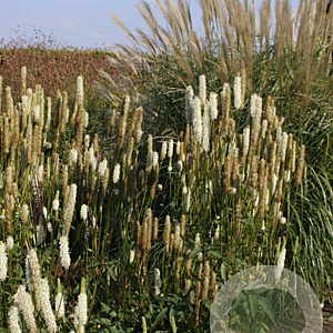 Sanguisorba obtusa 'Alba' GM P9 Chemievrij