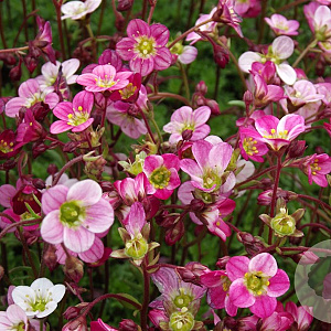 Saxifraga (A) 'Blütenteppich' GM P9