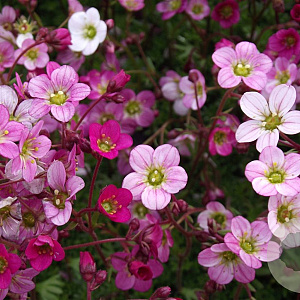 Saxifraga (A) 'Blütenteppich' GM P9