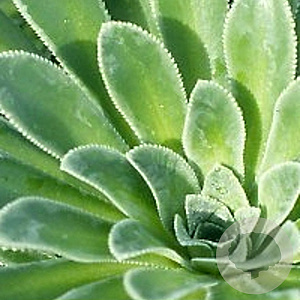 Saxifraga cot. 'Southside Seedling' GM P9