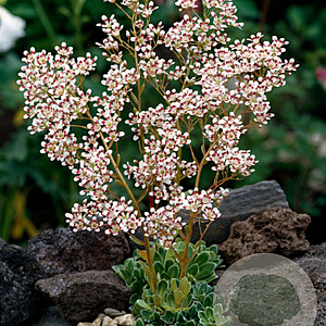 Saxifraga cot. 'Southside Seedling' GM P9