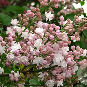 Syringa vulgaris 'Beauty of Moscow 100-120 cm met kluit
