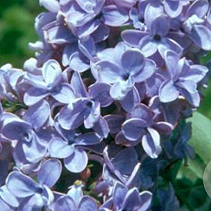 Syringa vulgaris 'President Grevy' 10-12 HO 35L