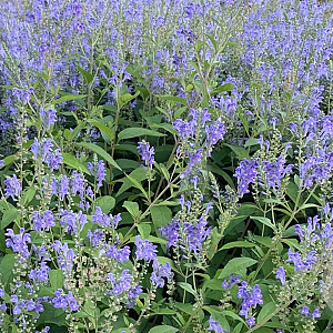 Scutellaria incana GM P9 Chemievrij